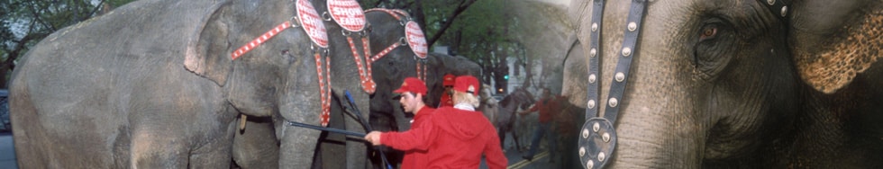 PETA pide a Tim Burton deje libre a Dumbo