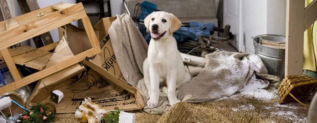 Marley & Me
