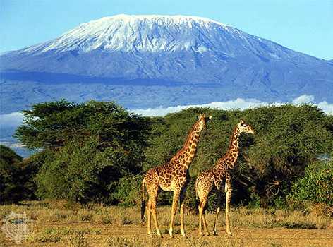 kilimanjaro Panorámica del Kilimanjaro